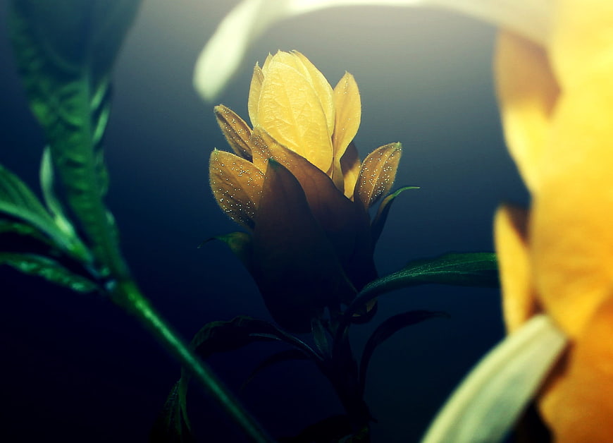 Close-up of yellow flower bud with dew drops on dark background