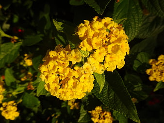 Close-up of vibrant yellow lantana flowers in sunlight