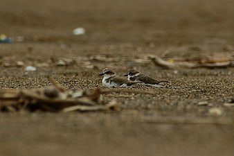 Two small shorebirds resting on sandy beach