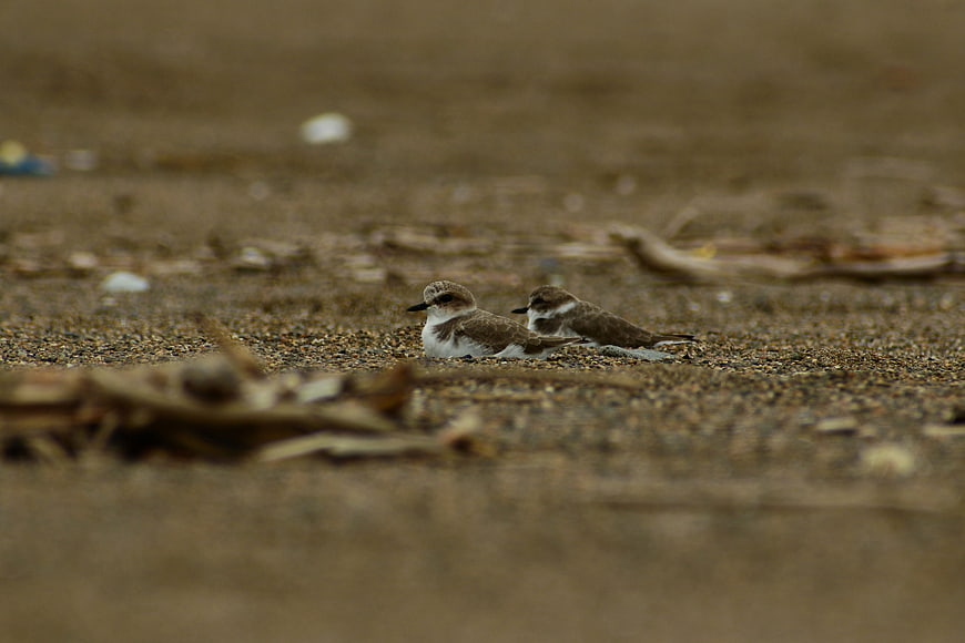 Two small shorebirds resting on sandy beach