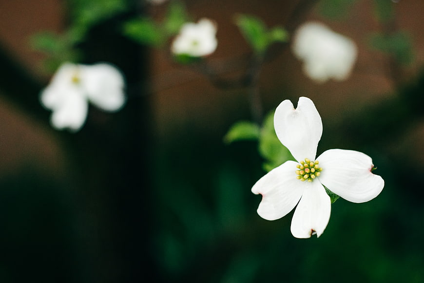 Close-up of White Dogwood Flower with Green Background