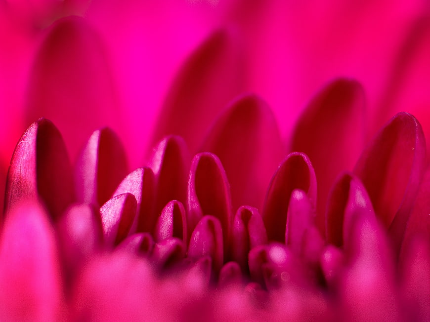 Vibrant Pink Gerbera Daisy Macro Close-Up