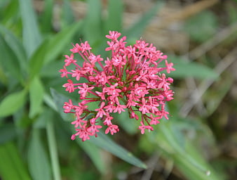 Close-up of vibrant pink Bedstraw flower cluster in nature