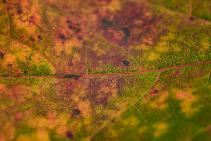 Macro texture of autumn leaf with vibrant veins and spots