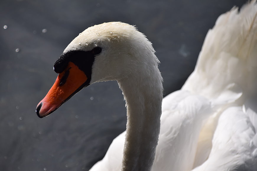 Close-up of a white mute swan head with orange beak