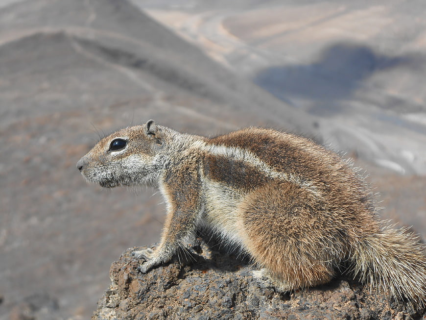 Chipmunk perched on volcanic rock in mountain landscape