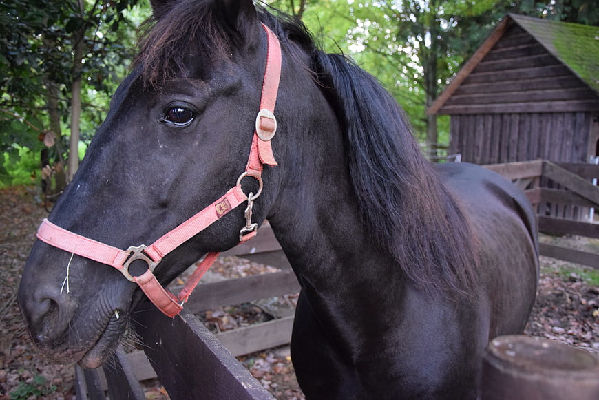 Black horse with pink halter in rustic paddock