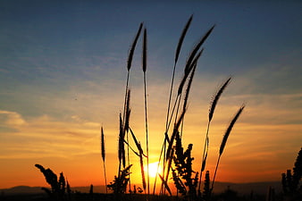 Silhouette of tall grass against a vibrant sunset sky