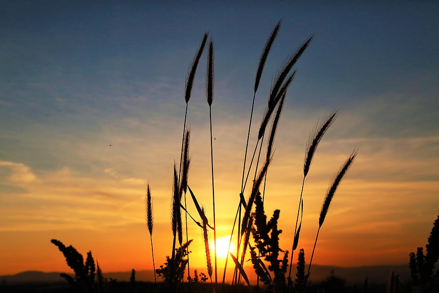 Silhouette of tall grass against a vibrant sunset sky
