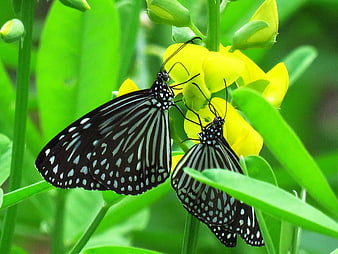 Two Black and White Butterflies on Yellow Flower