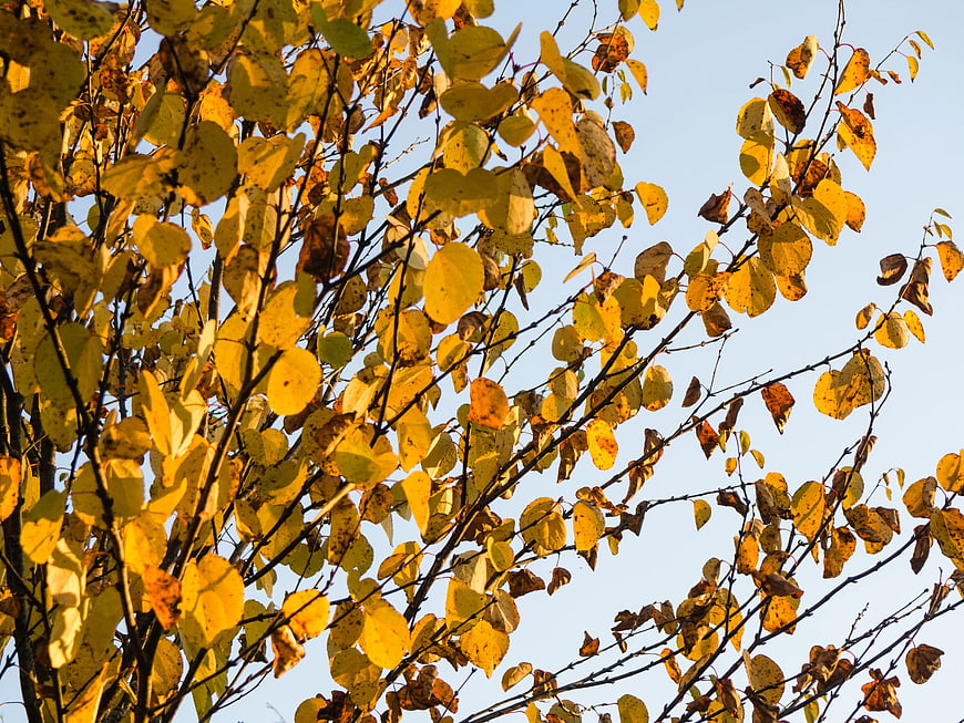 Golden Autumn Leaves Against Blue Sky