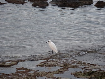 White egret standing on rocky shore in calm sea water