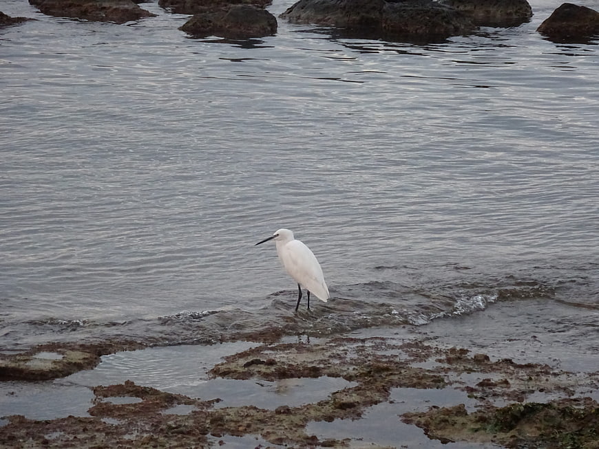 White egret standing on rocky shore in calm sea water