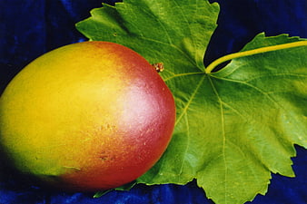 Ripe Mango on Green Grape Leaf Against Blue Background