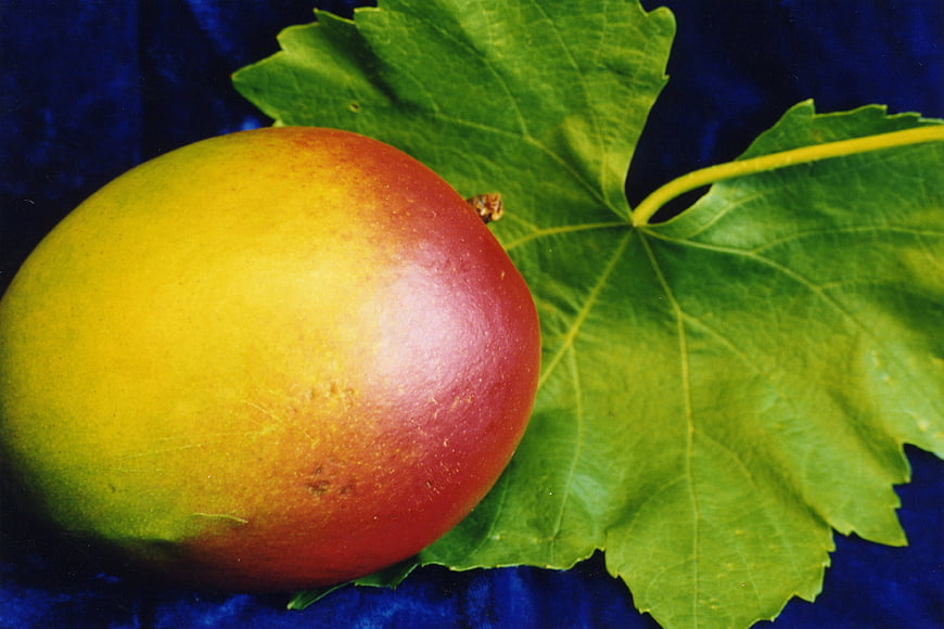 Ripe Mango on Green Grape Leaf Against Blue Background