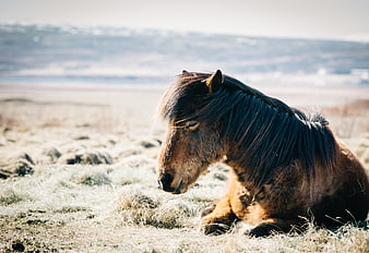 Brown Icelandic Horse Resting in Frosty Field