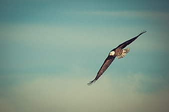 Bald Eagle Soaring in Flight Against Blue Sky