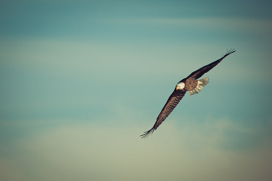 Bald Eagle Soaring in Flight Against Blue Sky