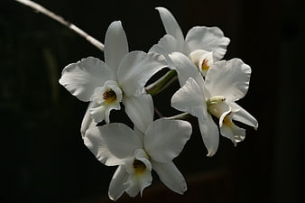 White Orchid Flowers on Dark Background