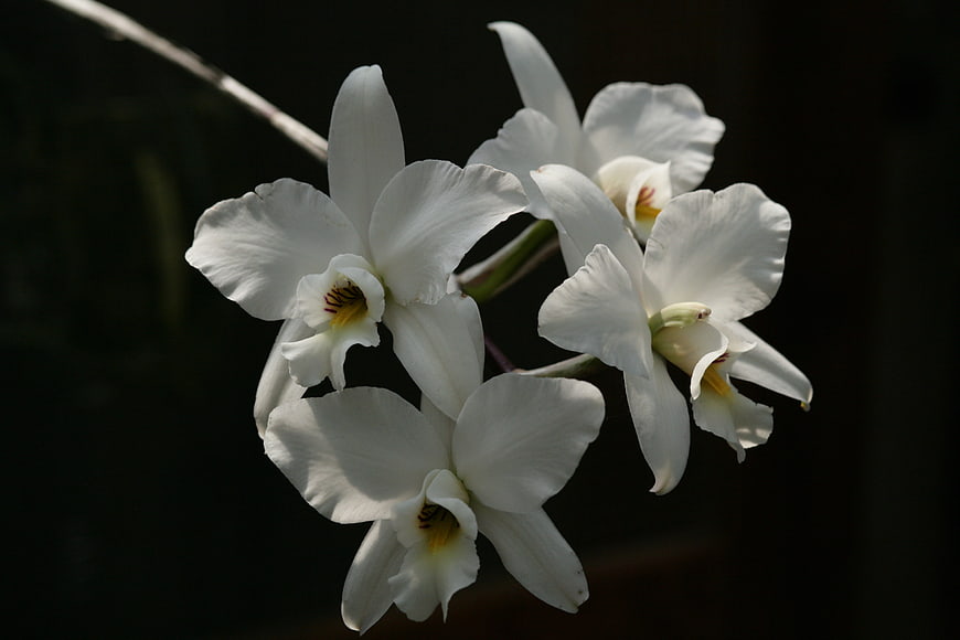 White Orchid Flowers on Dark Background