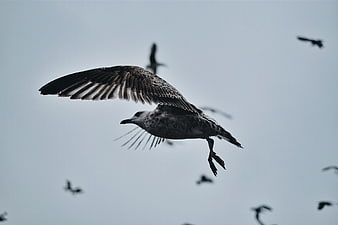 Seagull in Flight Against Overcast Sky