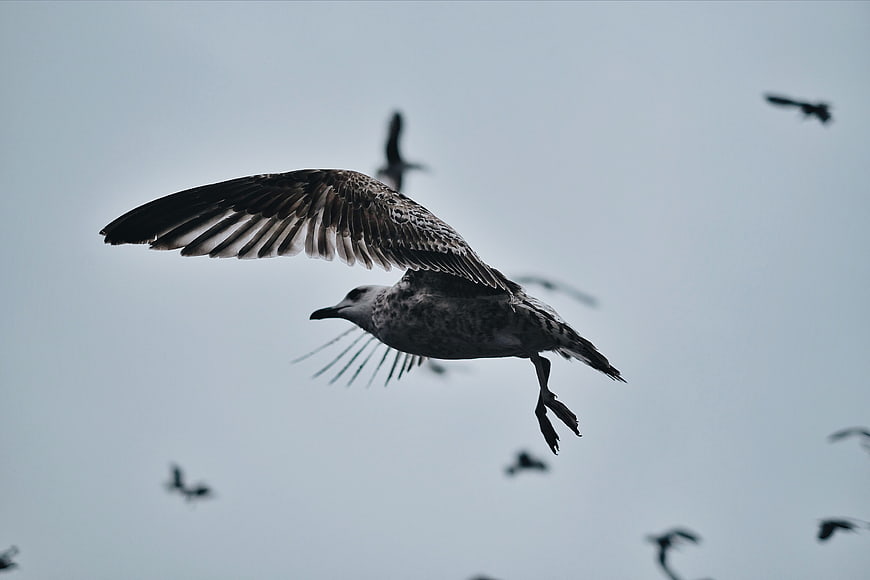 Seagull in Flight Against Overcast Sky
