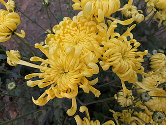Close-up of vibrant yellow chrysanthemum flowers in a garden
