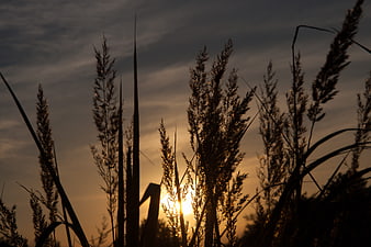 Silhouette of tall grass against a golden sunset sky