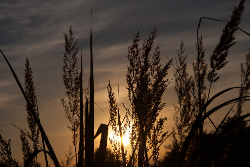Silhouette of tall grass against a golden sunset sky