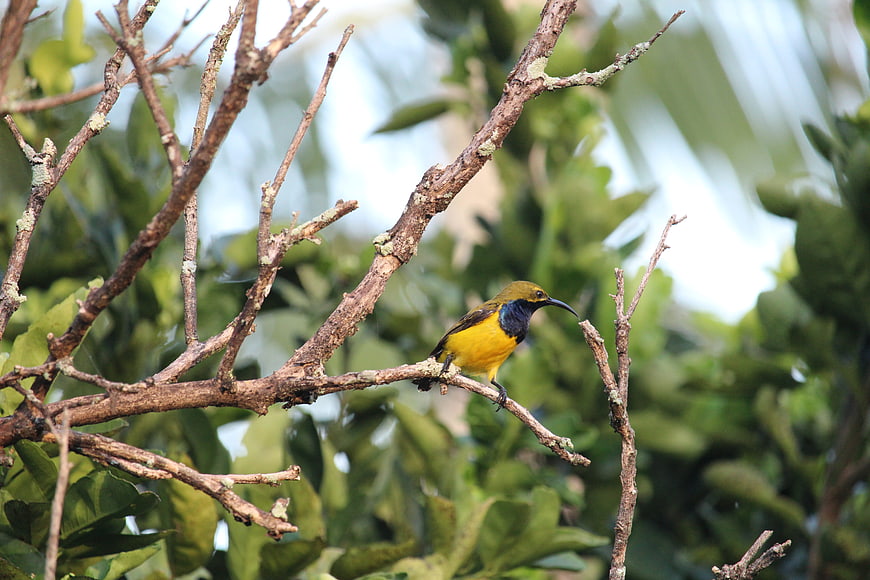 Yellow and blue honeyeater perched on a tree branch
