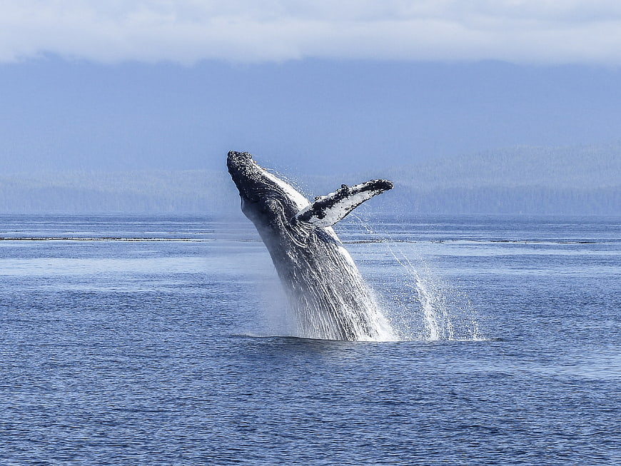 Humpback Whale Breaching in Ocean with Distant Mountains