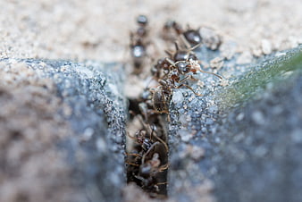 Macro Close-Up of Ants Emerging from a Crack in Concrete