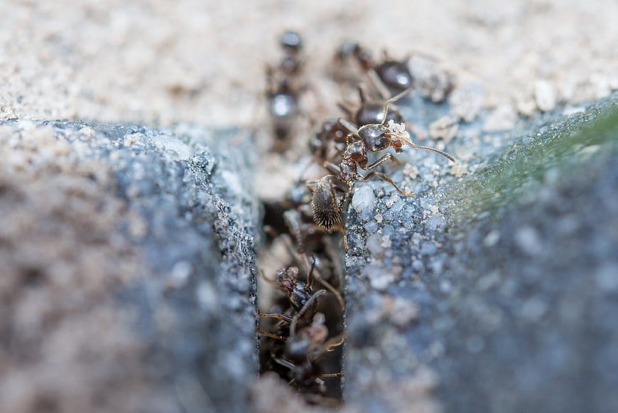 Macro Close-Up of Ants Emerging from a Crack in Concrete