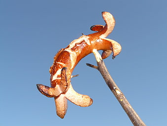 Grilled sausage on stick against blue sky