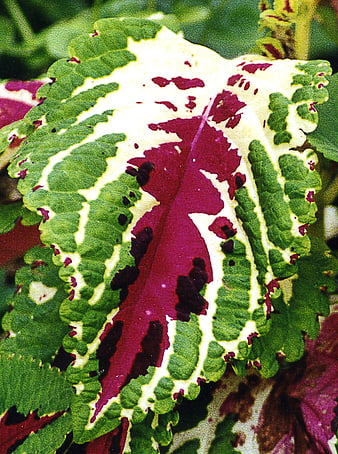 Close-up of vibrant variegated coleus leaf with purple and green patterns