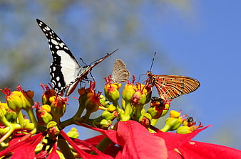Three butterflies on a red poinsettia flower against a blue sky