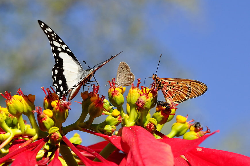 Three butterflies on a red poinsettia flower against a blue sky