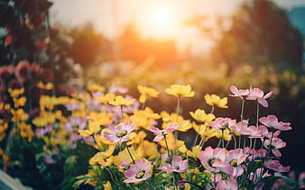 Pink and yellow cosmos flowers blooming in a garden with golden sunlight