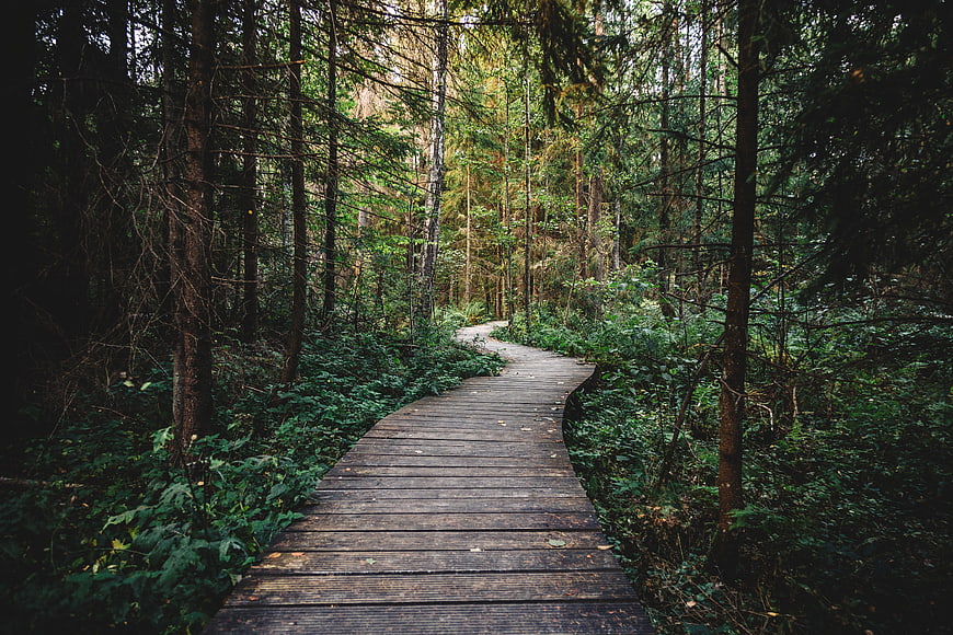 Wooden boardwalk path winding through dense green forest