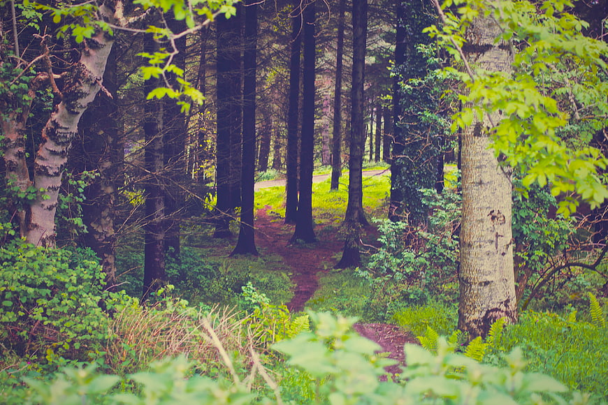 Misty forest path with birch trees and green foliage