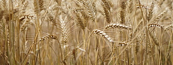 Golden Wheat Ears in a Field Close-Up