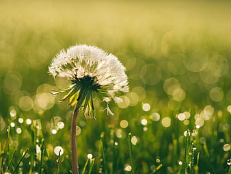 Close-up of a dandelion seed head with dew drops in a sunny meadow