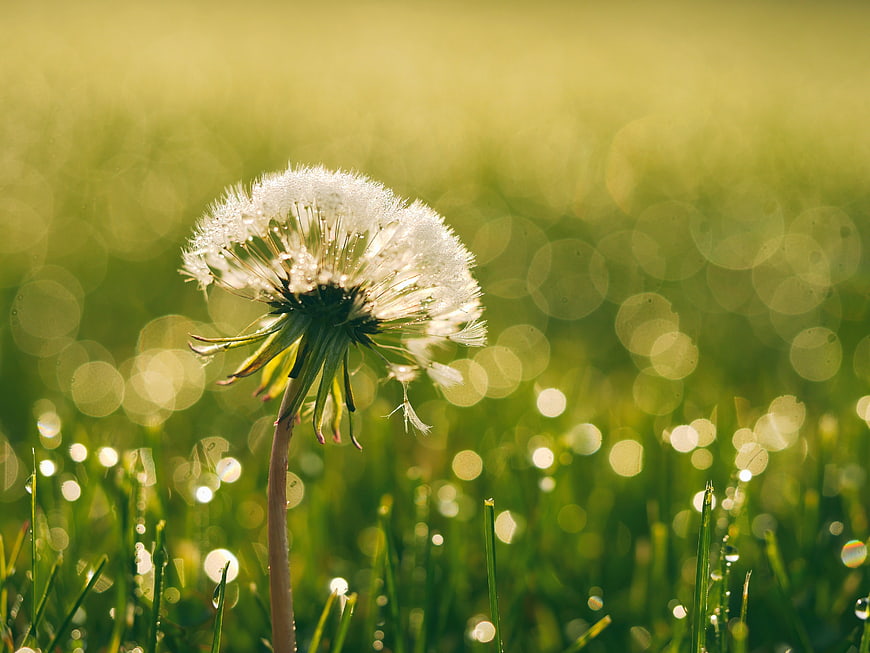 Close-up of a dandelion seed head with dew drops in a sunny meadow