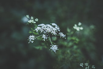 Close-up of delicate white wildflowers with blurred green background