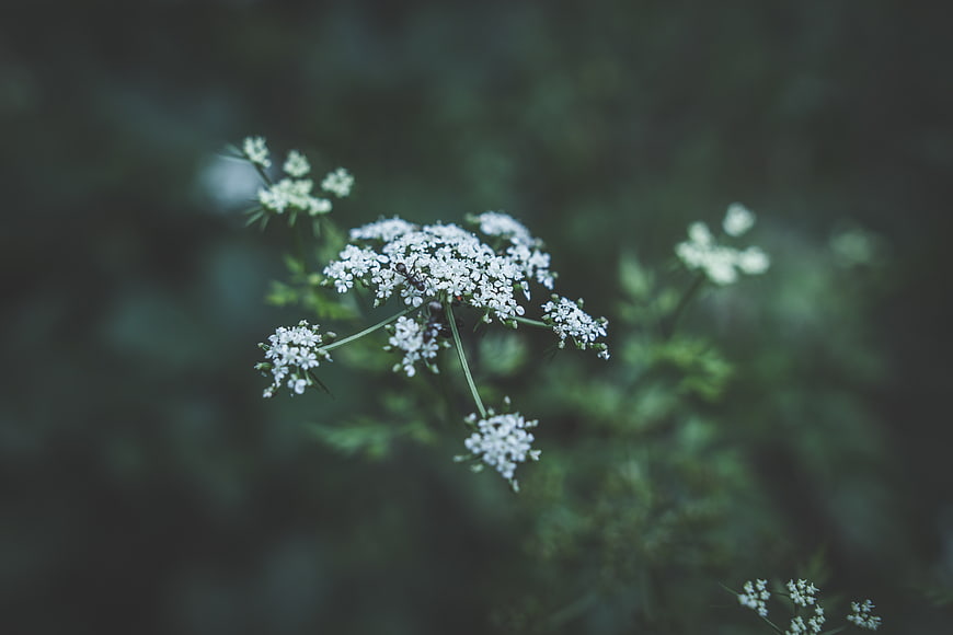 Close-up of delicate white wildflowers with blurred green background