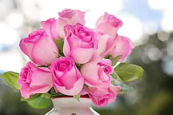 Bouquet of Pink Roses in White Vase with Blurred Background
