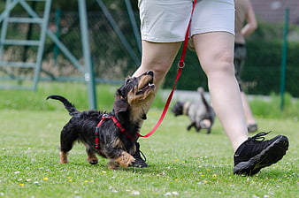 Wire-haired dachshund puppy training on grass with owner