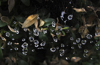 Macro photography of dew drops on a spider web in morning light