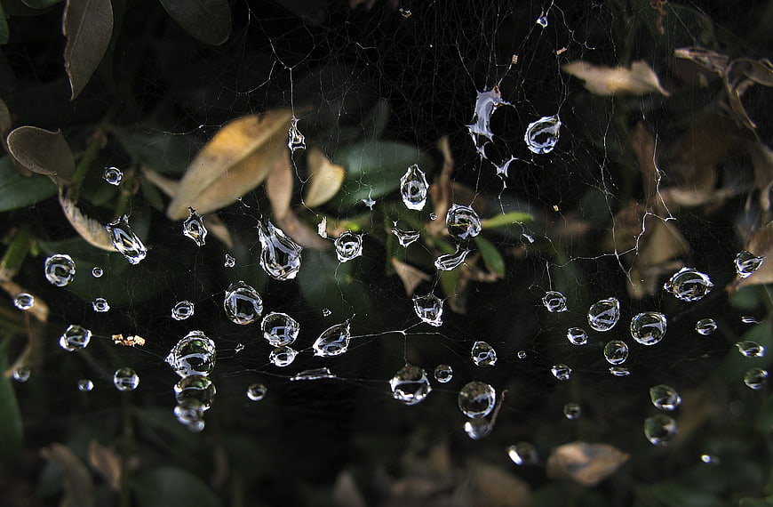Macro photography of dew drops on a spider web in morning light