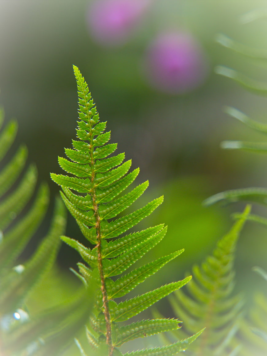 Close-up of vibrant green fern frond with spores